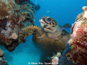 Turtle and Nyusha by Elena May Izyumskaya 